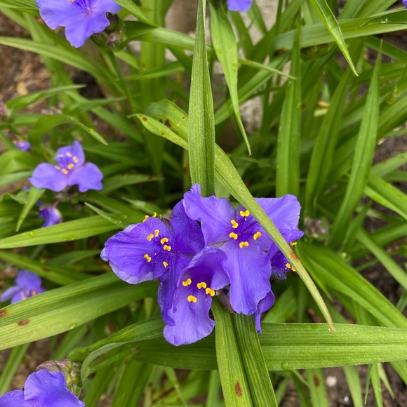 Meet your Posher, Doreen - Picture 1 of 1